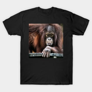 You Looking At Me?? Orangutan, Sepilok, Borneo T-Shirt
